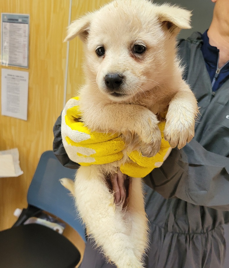 구례군동물보호센터_446487202300122